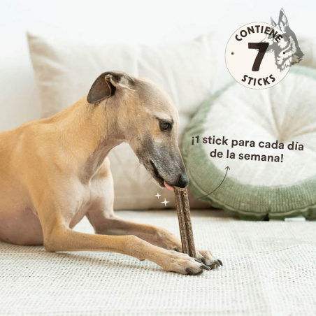 Perro disfrutando de un Stick Dental de Ternera en un ambiente relajado, con el mensaje "¡1 stick para cada día de la semana!", 