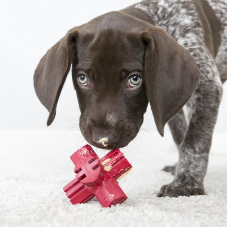 Cachorro jugando con el KONG Jump'N Jack rojo, ideal para morder, limpiar los dientes y rellenar con premios