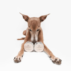 Perro tumbado sujetando dos botes de bálsamo regenerador Lahude entre las patas.