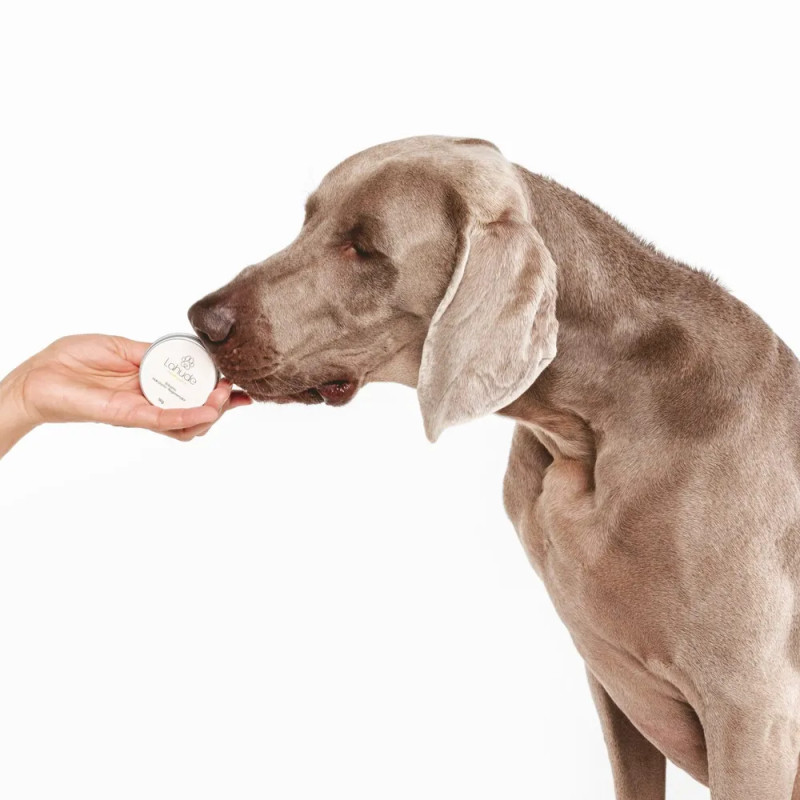 Perro oliendo un bote de bálsamo hidratante natural Lahude.