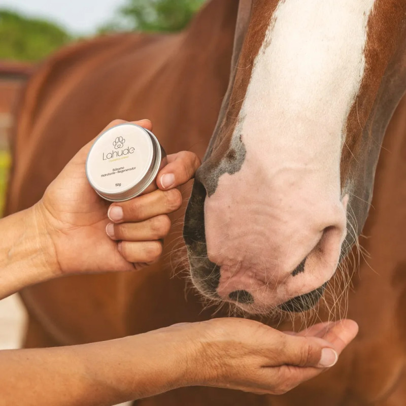 Mano aplicando bálsamo Lahude sobre la nariz de un caballo en exteriores.