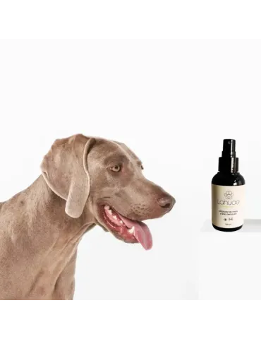 Perro junto a un bote del limpiador de orejas y zona periocular Lahude.