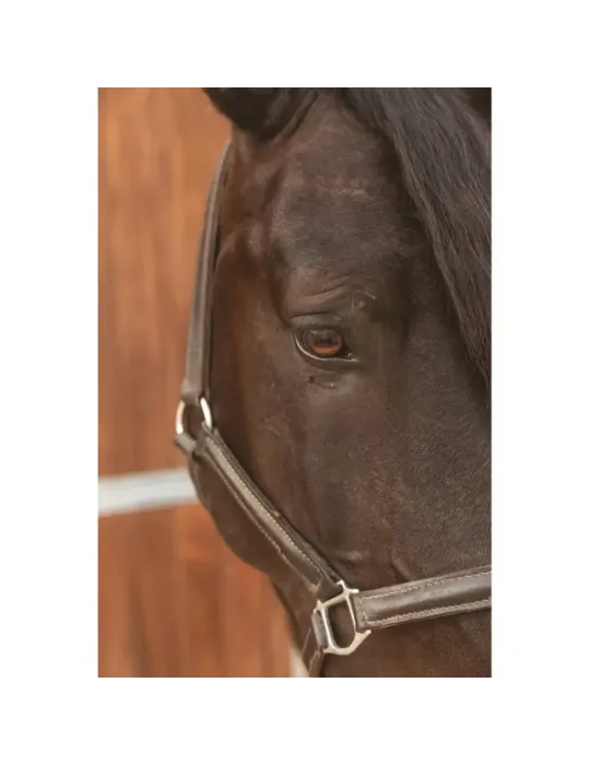 Ojo de caballo limpio tras aplicación de limpiador natural Lahude.