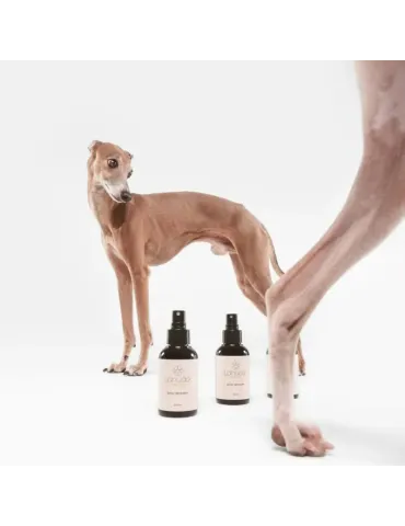 Galgo posando junto a sprays Lahude mientras otro camina por delante.