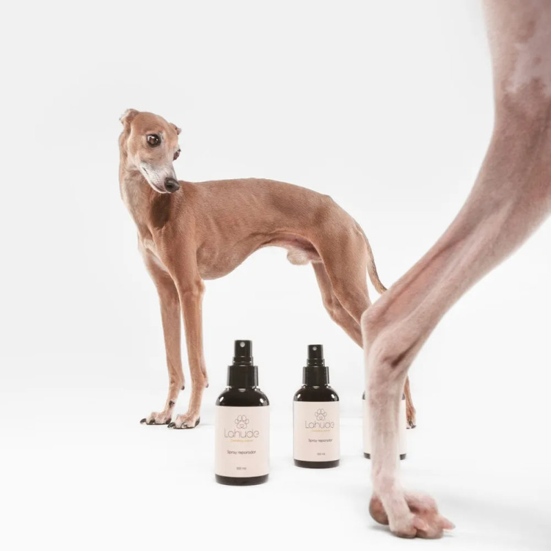 Galgo posando junto a sprays Lahude mientras otro camina por delante.