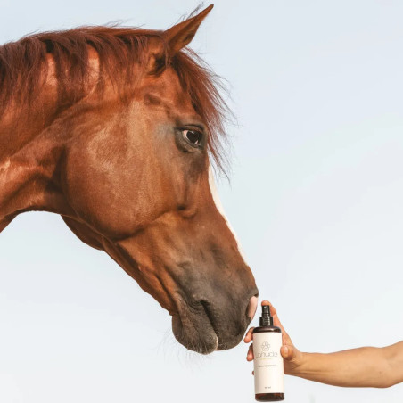 Caballo oliendo un bote de spray reparador Lahude en exterior.