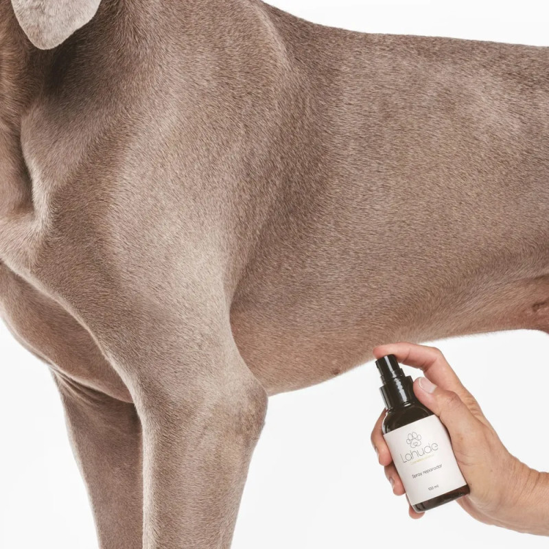 Mano aplicando spray reparador Lahude sobre la piel de un perro.