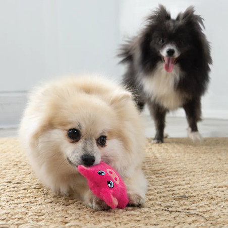 Perro pequeño jugando con el juguete KONG Phatz Pig mini rosa sobre una alfombra, acompañado de otro perro