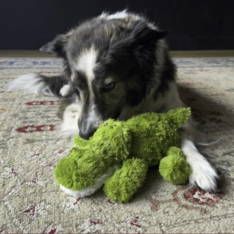 Perro interactuando con el peluche KONG Cozie Ali Alligator
