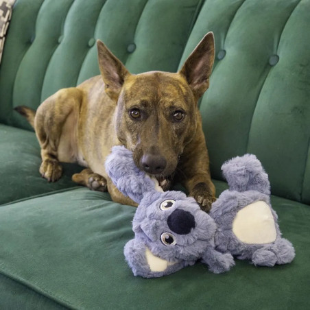 Perro tumbado en sofá verde jugando con peluche KONG Scrumplez Koala, sujetándolo suavemente con la boca. Escena cálida y real.