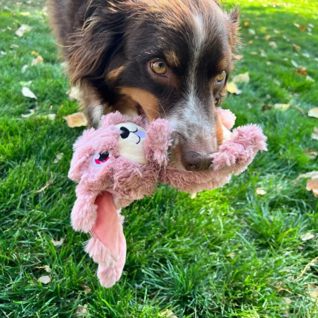 Perro jugando en el césped con peluche KONG Scrumplez Conejo Rosa, sujetándolo suavemente con la boca. Juguete ideal para juegos