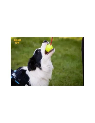 Julis K9 Pelota IDC Lumino 2