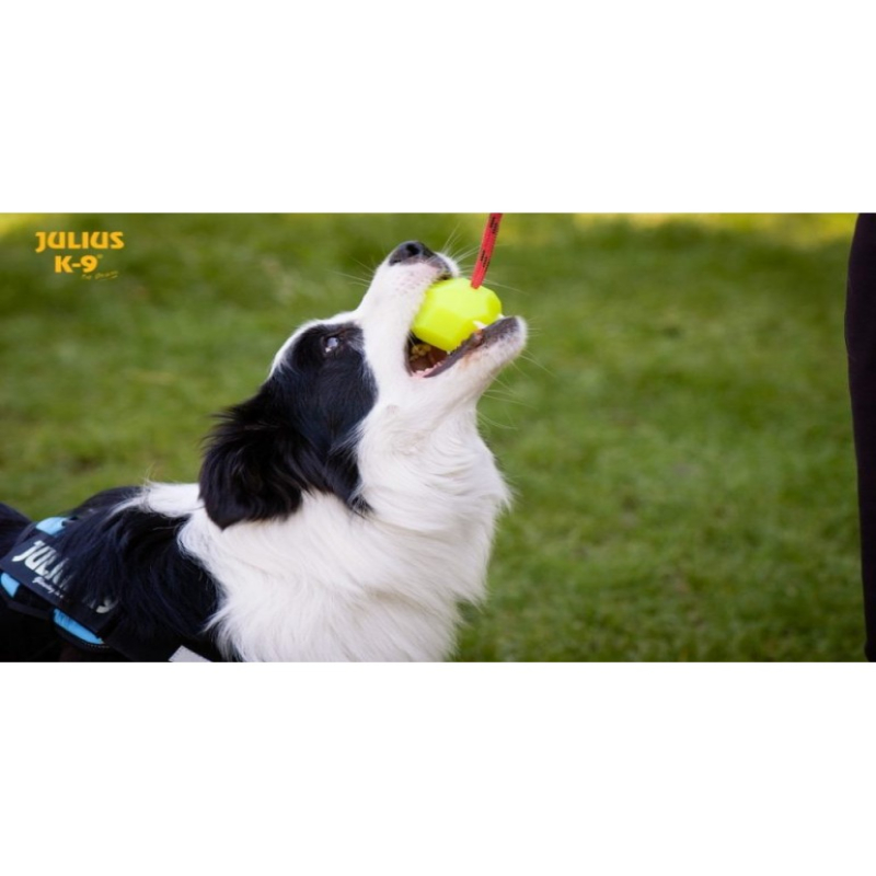Julis K9 Pelota IDC Lumino