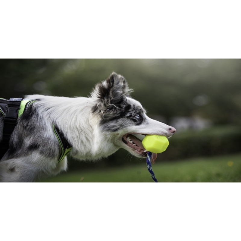 Julis K9 Pelota IDC Lumino