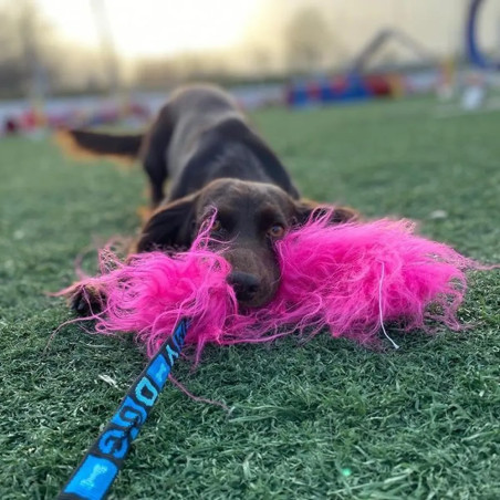 Perro jugando en cancha de entrenamiento con motivador rosa de piel de oveja merino Flexipets