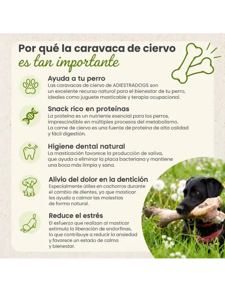 Caravaca de ciervo: infografía sobre masticación y características