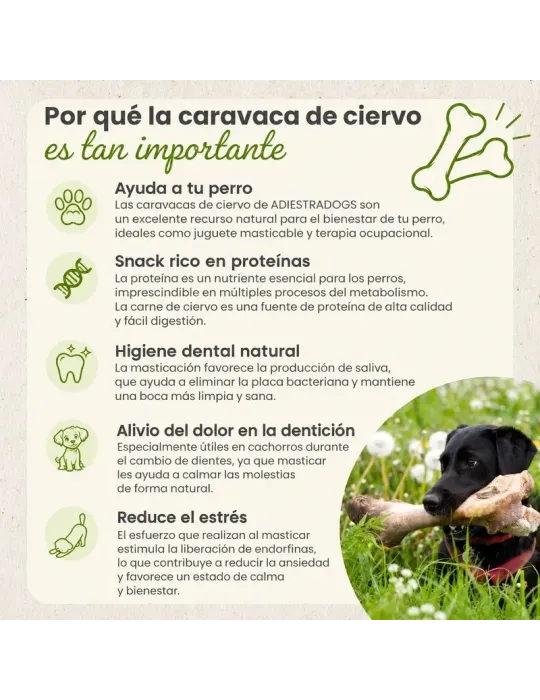 Caravaca de ciervo: infografía sobre masticación y características