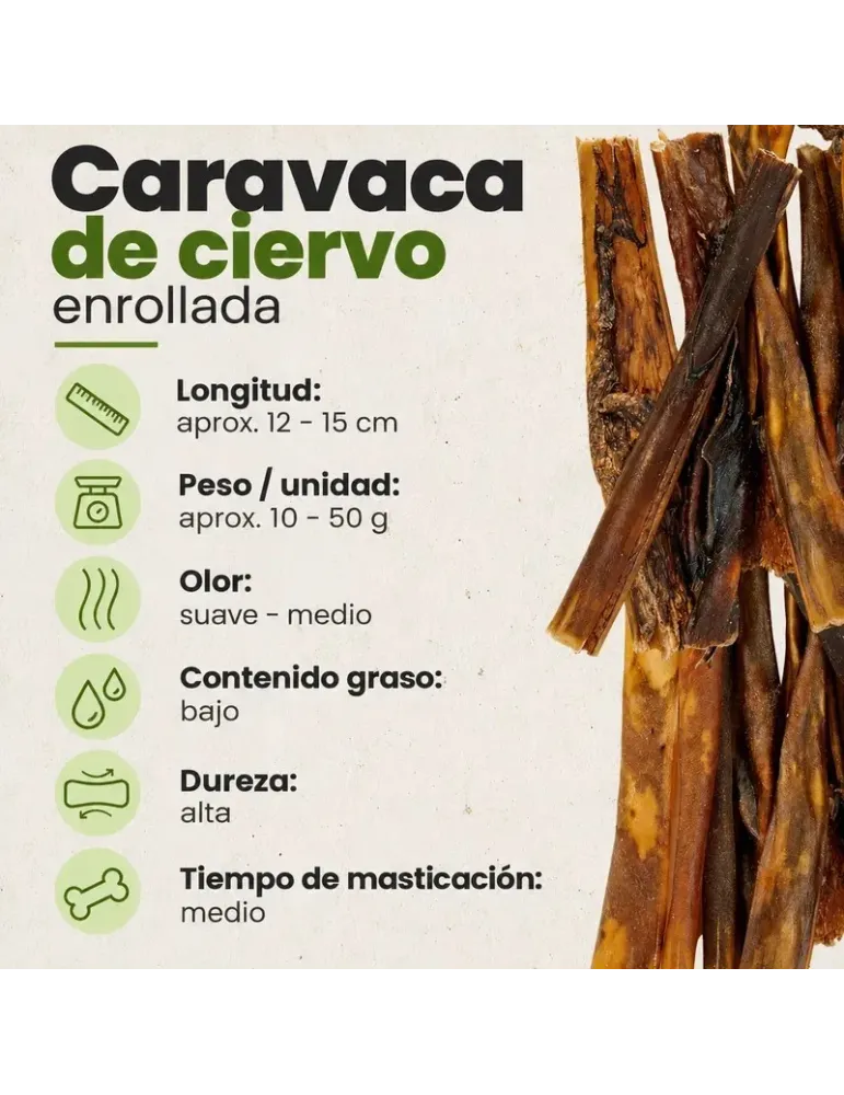 Caravaca de ciervo: tamaño aproximado y textura de las piezas