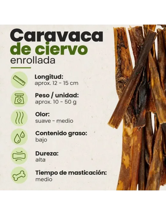 Caravaca de ciervo: tamaño aproximado y textura de las piezas