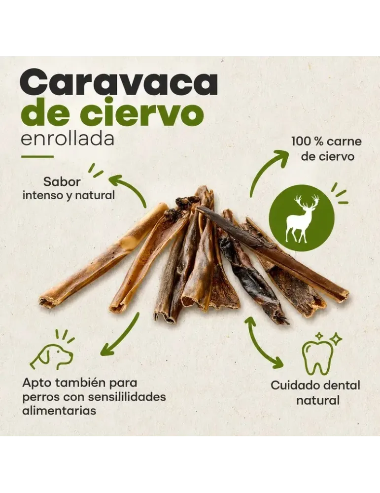 Caravaca de ciervo: infografía de composición y presentación