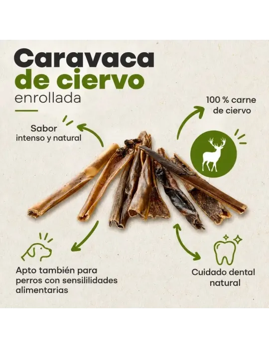 Caravaca de ciervo: infografía de composición y presentación