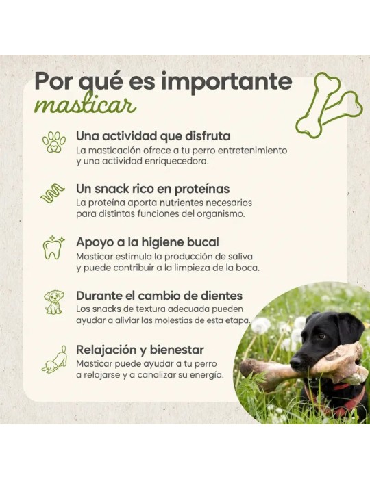 Infografía sobre la masticación en perros