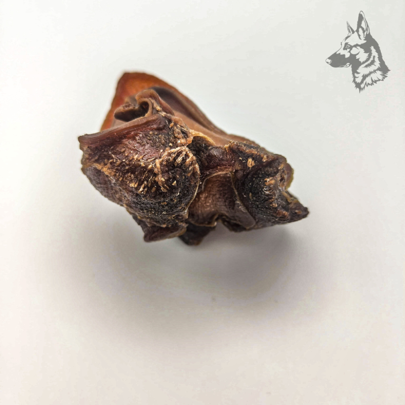 Cartílago Nasal de Vacuno