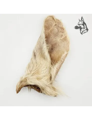 Oreja de Buey con Pelo