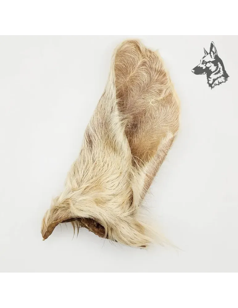 Oreja de Buey con Pelo