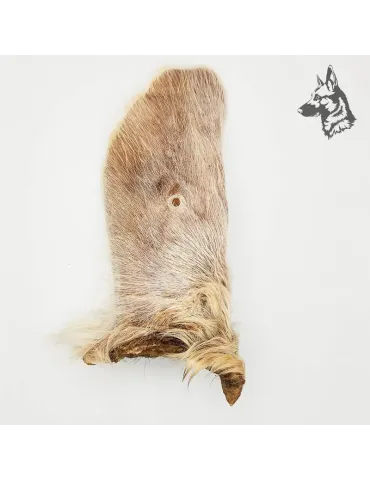 Oreja de Buey con Pelo 2