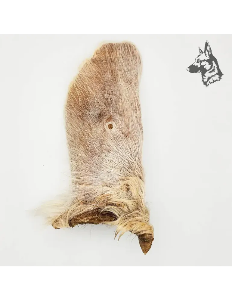 Oreja de Buey con Pelo