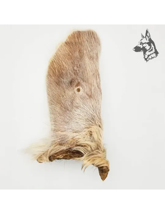 Oreja de Buey con Pelo
