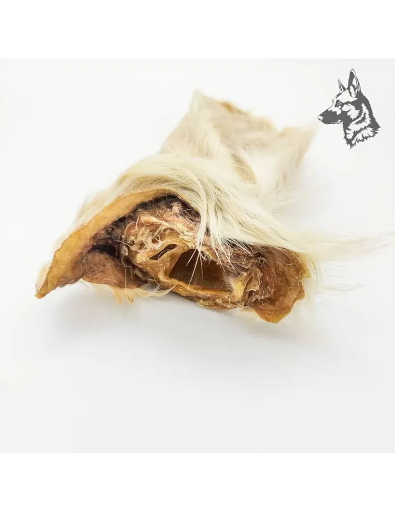 Oreja de Buey con Pelo