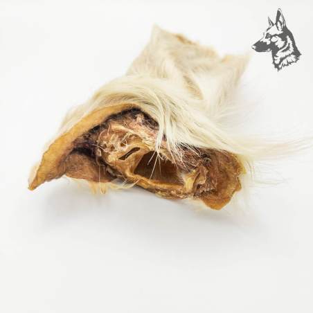 Oreja de Buey con Pelo