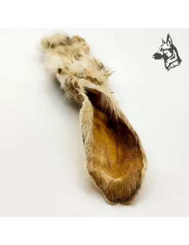 Oreja de conejo con Pelo 2