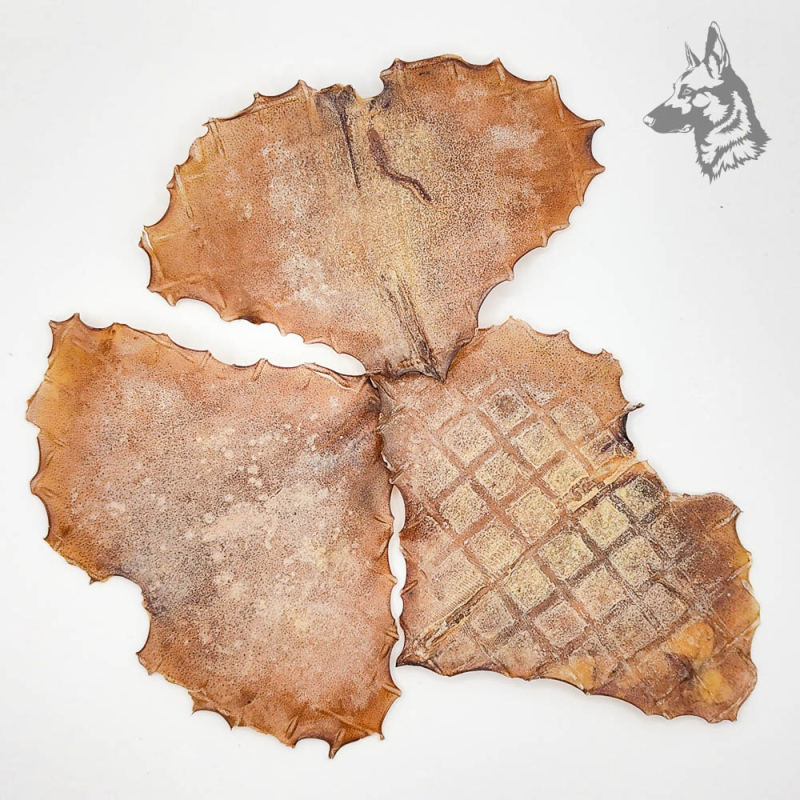 Tres piezas de alas de pota deshidratadas sobre fondo blanco, perfectas como snack natural para perros.